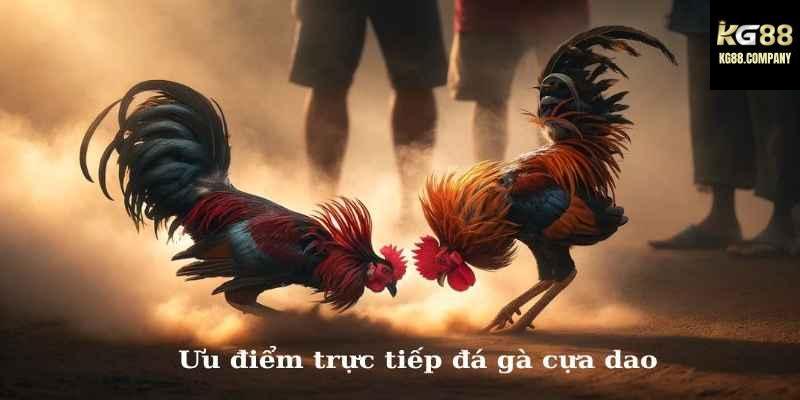 Đá gà cựa dao trong thời đại số