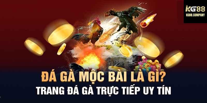 Sự bùng nổ của đá gà Mộc Bài trên nền tảng trực tuyến