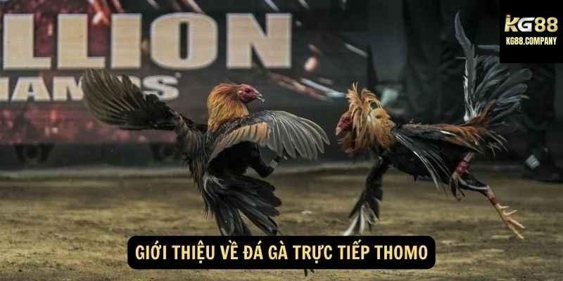 Nguồn gốc của đá gà Thomo